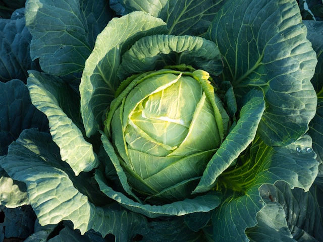 Foliar Nutrition: A Smart Boost When Crops Need It Most